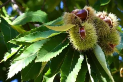 Esskastanie Castanea sativa 180 cm  Kastanie Kastanienbaum Pflanze winterhart ^ Grünwaren Sale