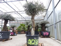 exakt dieser Baum Nr. 9|238, 210 cm, Olivenbaum, knorrige alte urige Olive winterhart ^ Grünwaren Best