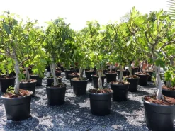 Grünwaren Feigenbaum - hell UND dunkel - in 1 Topf, Obstbaum, winterhart, Ficus Carica, Feige Hot