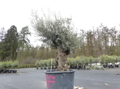 Grünwaren genau diesen Baum Nr. 5/F, 250 cm, Olivenbaum, knorrige alte urige Olive winterhart Clearance