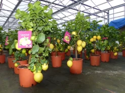 Grünwaren : echter Zitronenbaum 50 - 70 cm Zitrone Citrus Limon Zitruspflanze Best