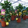 Grünwaren : echter Zitronenbaum 70 - 100 cm Zitrone Citrus Limon Zitruspflanze New