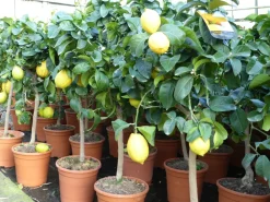 Grünwaren : echter Zitronenbaum 70 - 100 cm Zitrone Citrus Limon Zitruspflanze New