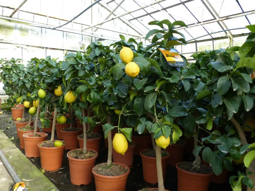 Grünwaren : echter Zitronenbaum 70 - 100 cm Zitrone Citrus Limon Zitruspflanze New