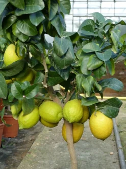 Grünwaren : echter Zitronenbaum 70 - 100 cm Zitrone Citrus Limon Zitruspflanze New