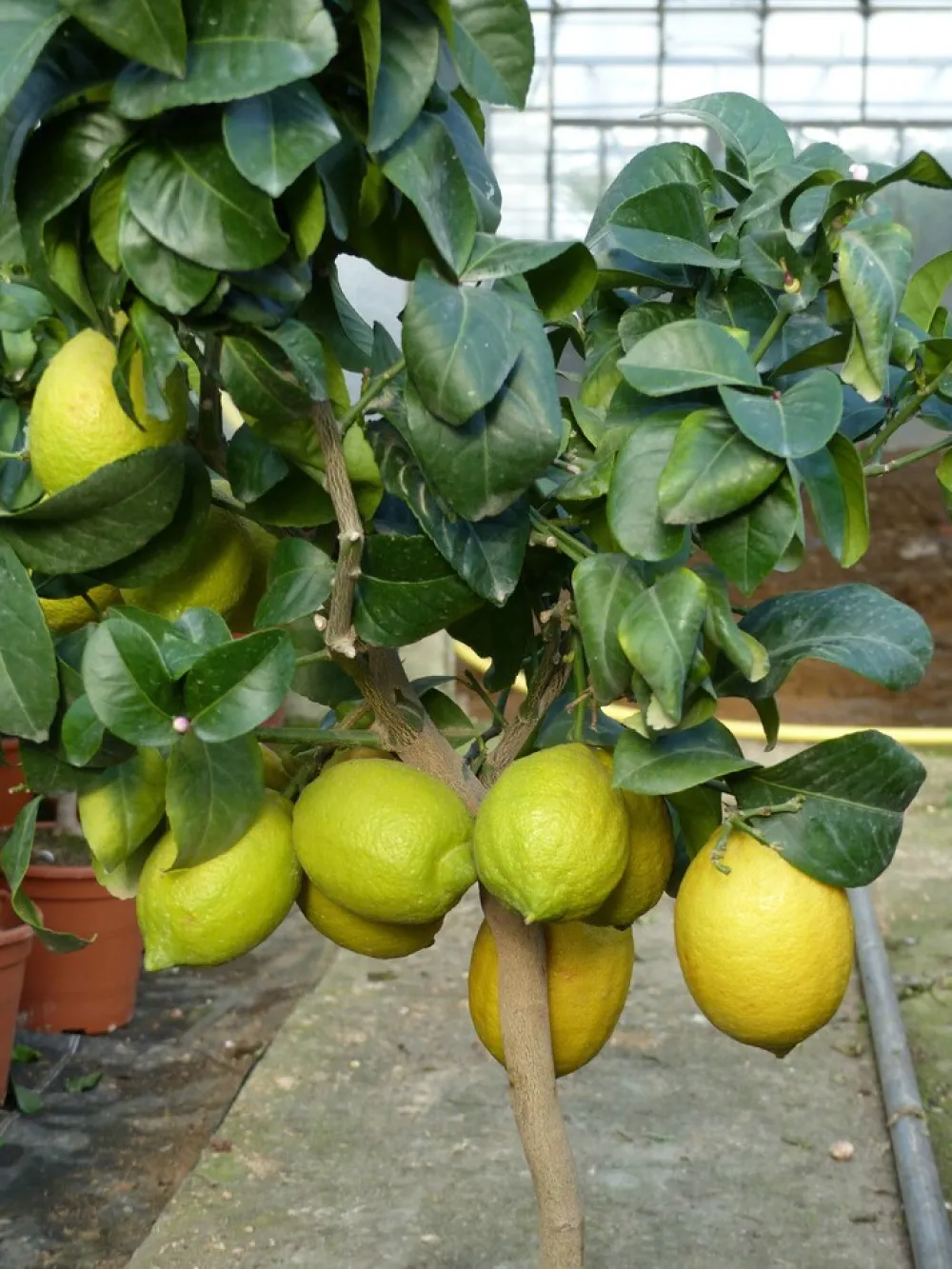 Grünwaren : echter Zitronenbaum 70 - 100 cm Zitrone Citrus Limon Zitruspflanze New