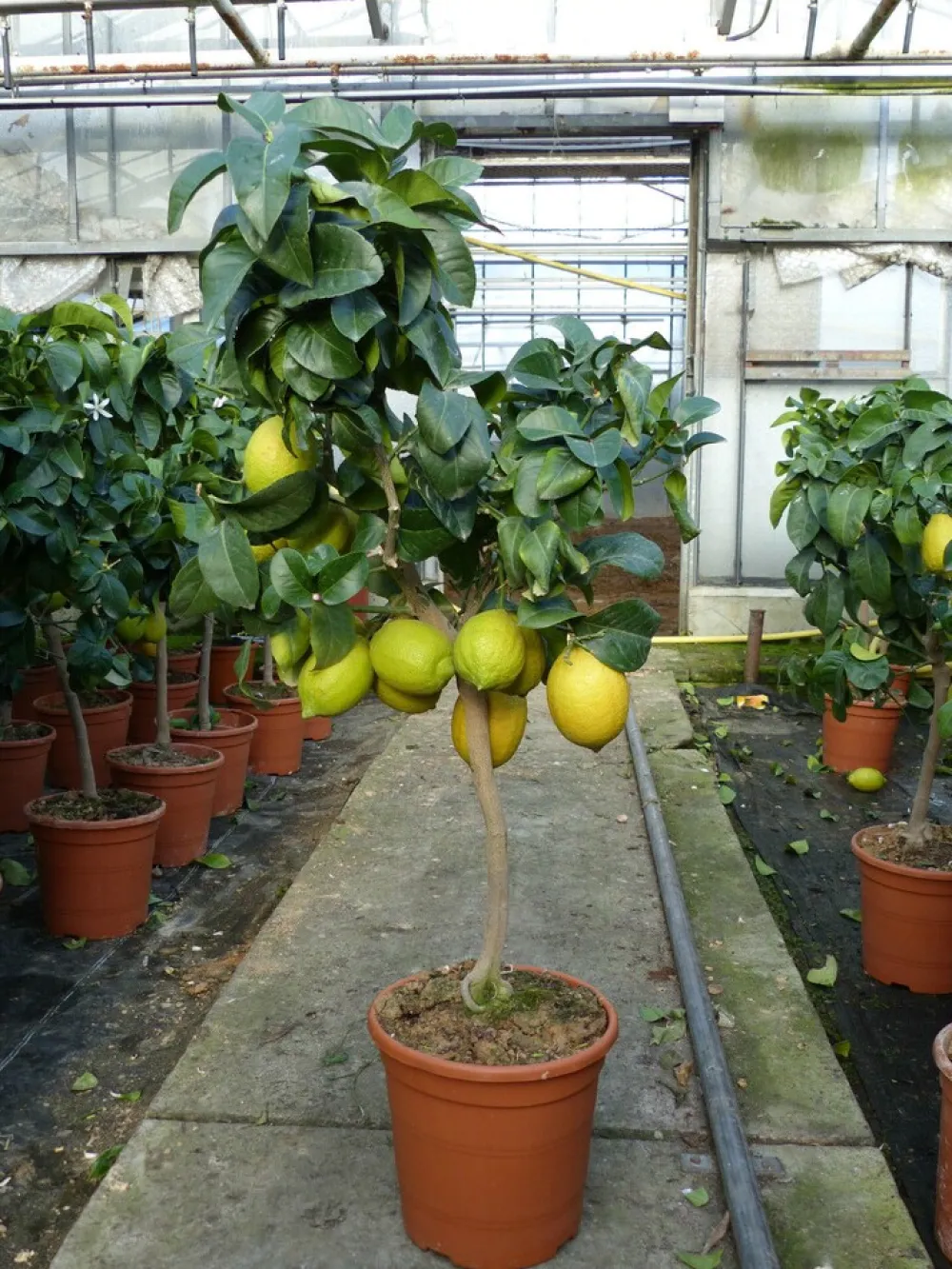 Grünwaren : echter Zitronenbaum 70 - 100 cm Zitrone Citrus Limon Zitruspflanze New