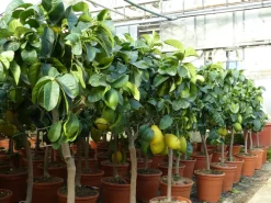 Grünwaren : echter Zitronenbaum 70 - 100 cm Zitrone Citrus Limon Zitruspflanze New