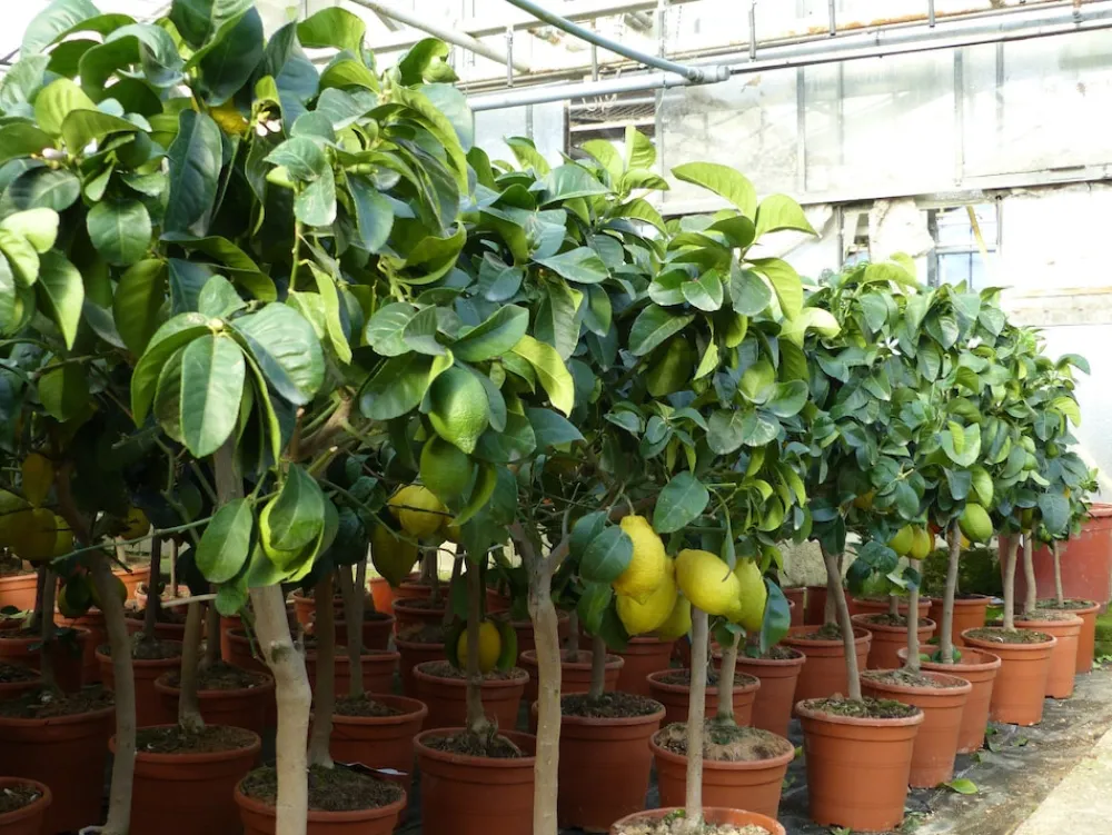 Grünwaren : echter Zitronenbaum 70 - 100 cm Zitrone Citrus Limon Zitruspflanze New