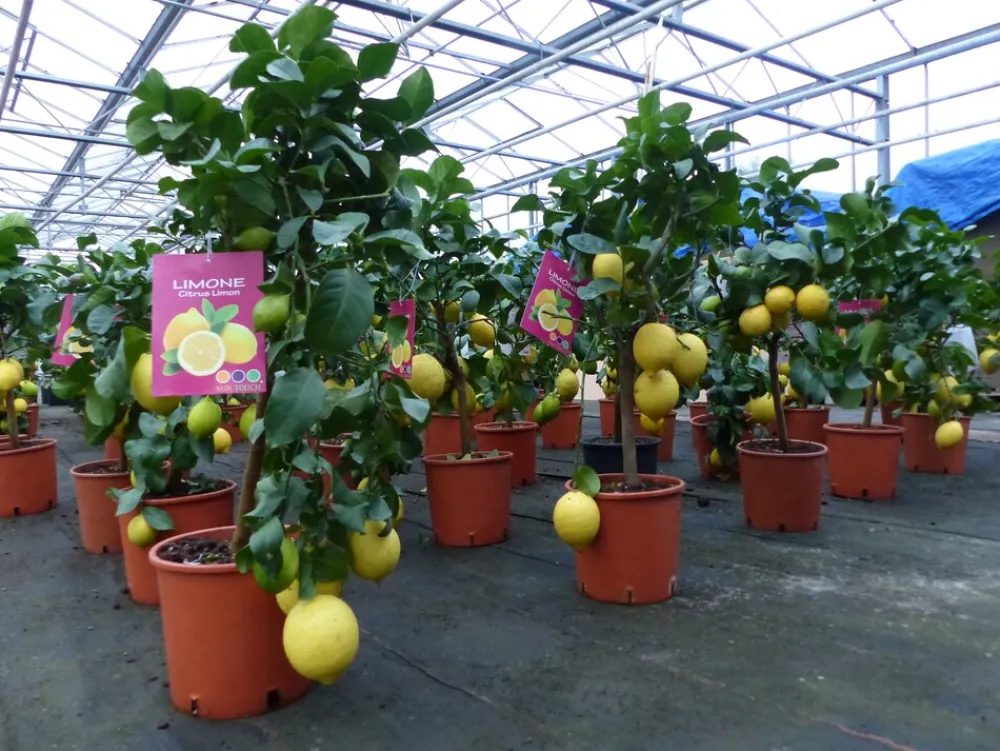 Grünwaren : echter Zitronenbaum 70 - 100 cm Zitrone Citrus Limon Zitruspflanze New