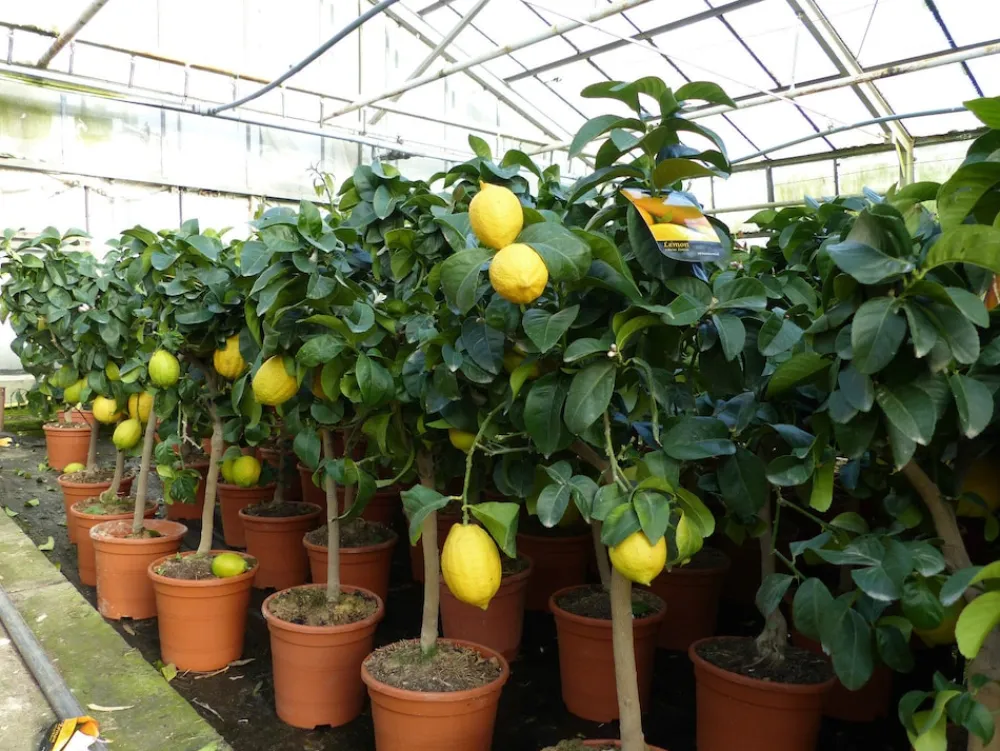 Grünwaren : echter Zitronenbaum 70 - 100 cm Zitrone Citrus Limon Zitruspflanze New