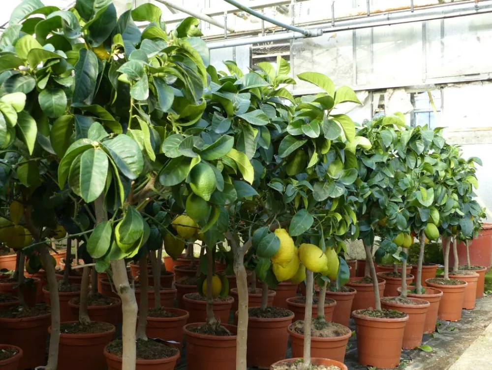 Grünwaren : echter Zitronenbaum 70 - 100 cm Zitrone Citrus Limon Zitruspflanze New