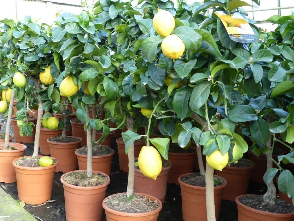 Grünwaren : echter Zitronenbaum 70 - 100 cm Zitrone Citrus Limon Zitruspflanze New