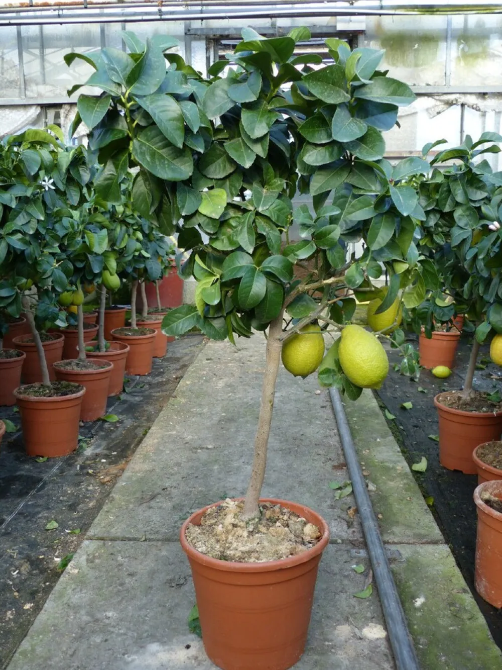 Grünwaren : echter Zitronenbaum 70 - 100 cm Zitrone Citrus Limon Zitruspflanze New