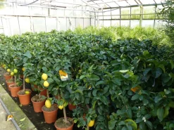 Grünwaren : echter Zitronenbaum 70 - 100 cm Zitrone Citrus Limon Zitruspflanze New