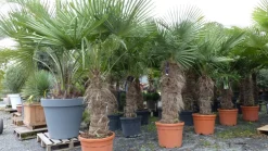 Grünwaren gruenwaren: XXXL 220-250 cm, Stamm 80 cm, Trachycarpus fortunei Hanfpalme, winterharte Palme bis -18°C Hot