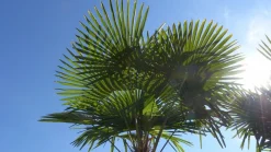Grünwaren gruenwaren: XXXL 220-250 cm, Stamm 80 cm, Trachycarpus fortunei Hanfpalme, winterharte Palme bis -18°C Hot