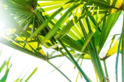 Hanfpalme "M" Palme Trachycarpus fortunei winterhart, Premiumqualität (Produkt aktuell ausverkauft) ^ Grünwaren Hot
