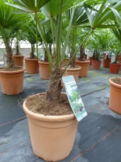 Hanfpalme "M" Palme Trachycarpus fortunei winterhart, Premiumqualität (Produkt aktuell ausverkauft) ^ Grünwaren Hot