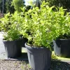 Horstensie Rispenhortensie 70 cm Limelight weiß Hydrangea Paniculata winterhart ^ Grünwaren Outlet