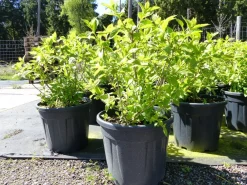 Horstensie Rispenhortensie 70 cm Limelight weiß Hydrangea Paniculata winterhart ^ Grünwaren Outlet