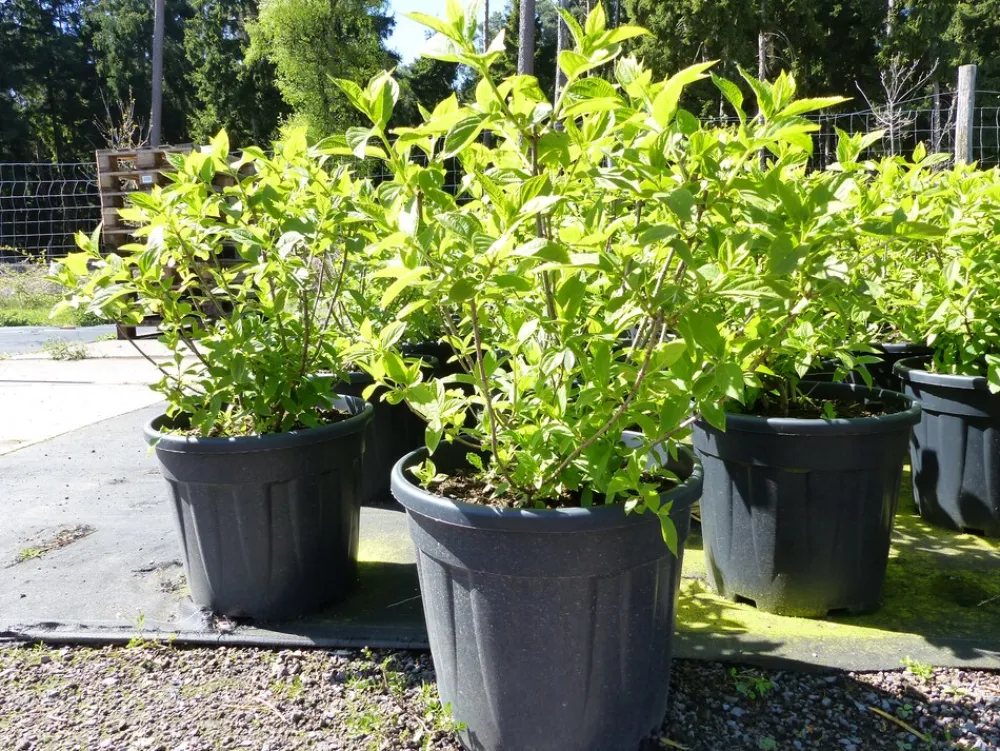 Horstensie Rispenhortensie 70 cm Limelight weiß Hydrangea Paniculata winterhart ^ Grünwaren Outlet