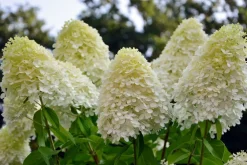 Horstensie Rispenhortensie 70 cm Limelight weiß Hydrangea Paniculata winterhart ^ Grünwaren Outlet