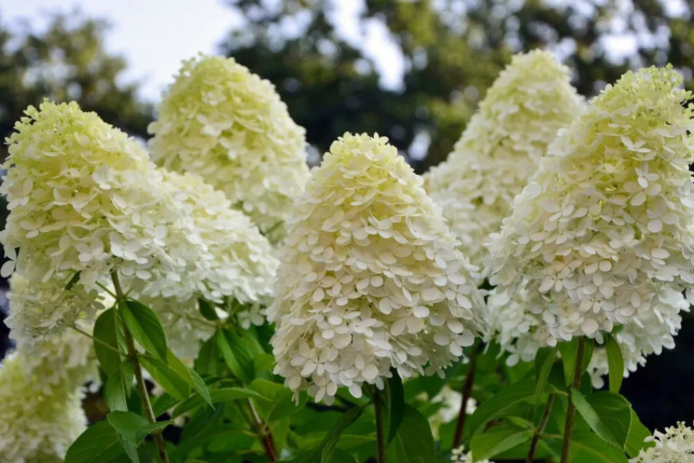 Horstensie Rispenhortensie 70 cm Limelight weiß Hydrangea Paniculata winterhart ^ Grünwaren Outlet