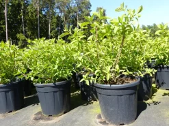 Horstensie Rispenhortensie 70 cm Limelight weiß Hydrangea Paniculata winterhart ^ Grünwaren Outlet