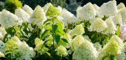 Horstensie Rispenhortensie 70 cm Limelight weiß Hydrangea Paniculata winterhart ^ Grünwaren Outlet