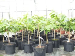 Grünwaren Indianerbanane 100 cm Asimina triloba Sunflower Papau Pawpaw, winterhart Best