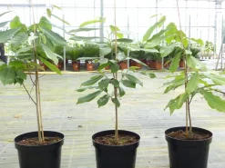 Grünwaren Indianerbanane 100 cm Asimina triloba Sunflower Papau Pawpaw, winterhart Best
