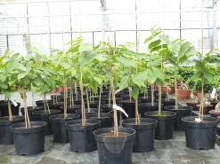 Indianerbanane 180 cm Asimina triloba Sunflower Papau Pawpaw, winterhart ^ Grünwaren Online