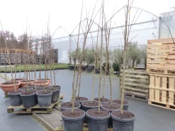 Indianerbanane 180 cm Asimina triloba Sunflower Papau Pawpaw, winterhart ^ Grünwaren Online
