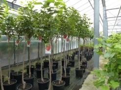 Grünwaren Kaki Baum 160-180 cm Sorte "Rojo Brilliante" Kakipflaume Pflanze Clearance
