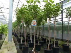 Grünwaren Kaki Baum 160-180 cm Sorte "Rojo Brilliante" Kakipflaume Pflanze Clearance