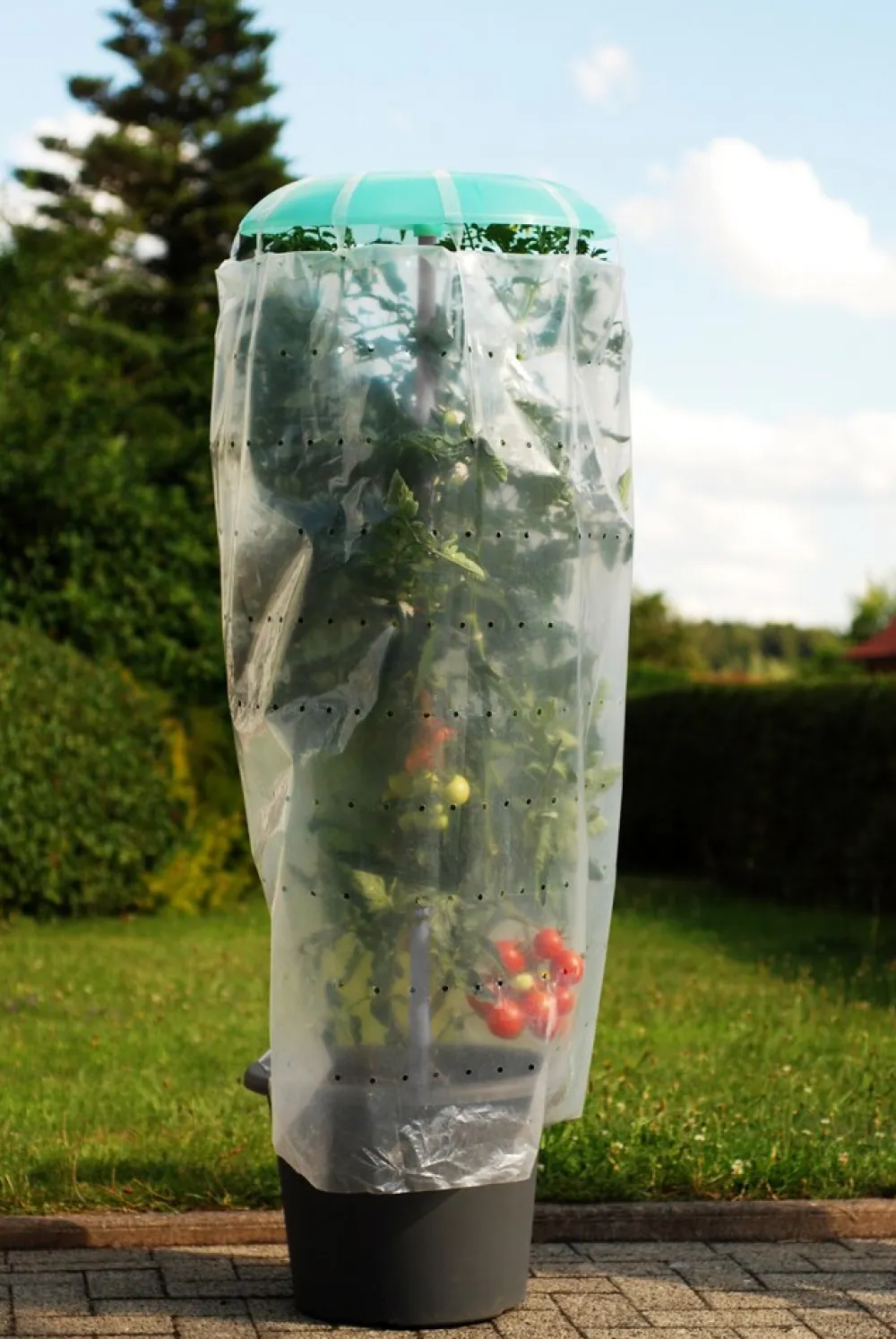 -Tomatenhut-Set mit Pflanztopf ^ KHW Discount