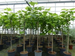 JH Grünwaren kompakter Feigenbaum 150 - 180 cm Obstbaum, winterhart, Ficus Carica, Feige New