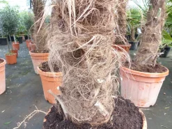 Grünwaren 45L Trachycarpus Fortunei Palme , winterhart 200 - 250 cm Discount