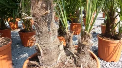 mehrstämmig Trachycarpus Fortunei Palme Palmengruppe, winterhart 200 cm ^ Grünwaren