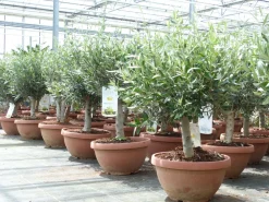 Grünwaren Olivenbaum Bonsai 70 - 90 cm Formgehölz, Olive winterhart, Olea europaea Sale