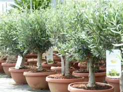 Grünwaren Olivenbaum Bonsai 70 - 90 cm Formgehölz, Olive winterhart, Olea europaea Sale