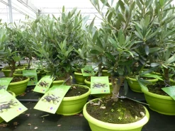 Olivenbaum Bonsai Formgehölz, Olive winterhart, Olea europaea 50 - 60 cm ^ Grünwaren Outlet
