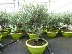 Olivenbaum Bonsai Formgehölz, Olive winterhart, Olea europaea 50 - 60 cm ^ Grünwaren Outlet