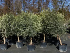 Grünwaren Olivenbaum 20J 180 - 220 cm St.20-30  + 20L Palme St.40 - 60 cm im Set, beste Qualität, winterhart, Trachycarpus Olive Best
