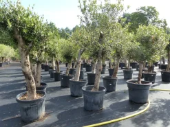 Grünwaren Olivenbaum Olive "Angebot" 150 - 180 cm, beste Qualität, winterhart, Olea Europaea Sale
