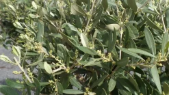 Olivenbaum Olive 160 - 180 cm Hochstamm, beste Qualität, winterhart ^ Grünwaren Clearance