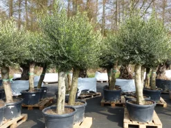 Grünwaren Olivenbaum Olive "60 Jahre" 200 - 240 cm, beste Qualität, Stammumfang 40 - 60 cm, winterhart, Olea Europaea Outlet