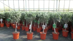 Grünwaren Olivenbaum Stamm Olive 80 - 100 cm hoch, beste Qualität, Olea Europaea