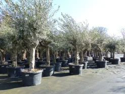 Olivenbaum verzweigt Hojiblanca 200 - 250 cm, kräftige Stämme, winterharte Olive, Olea europaea ^ Grünwaren Outlet